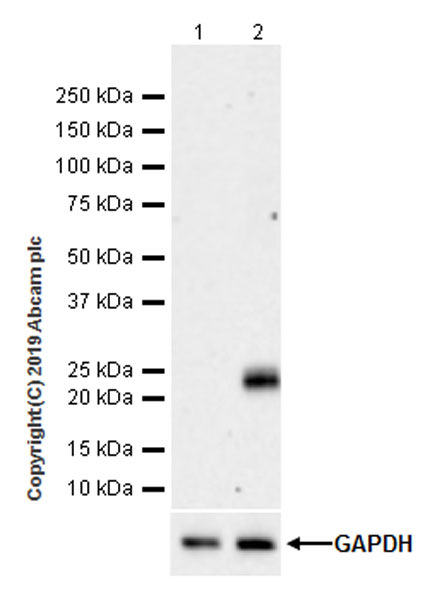 Western blot - Anti-TNF alpha antibody [EPR22598-212] (AB255275), expandable thumbnail