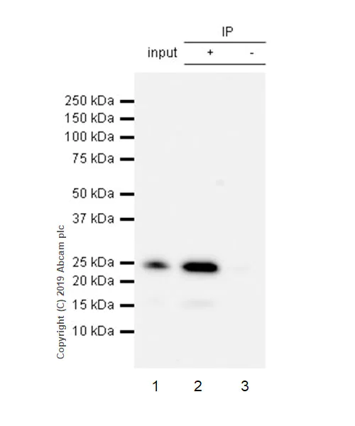 Immunoprecipitation - Anti-TNF alpha antibody [EPR22598-212] - BSA and Azide free (AB255288)