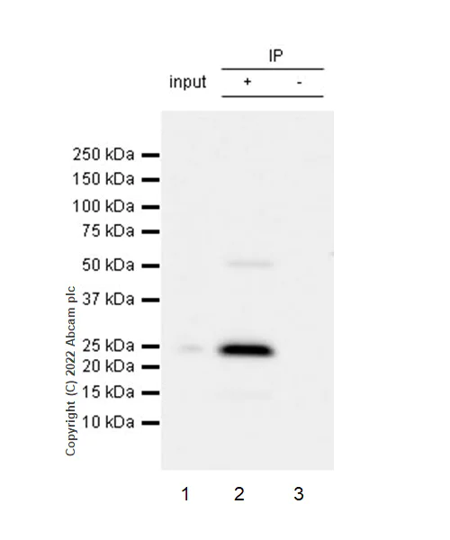 Immunoprecipitation - Anti-TNF alpha antibody [RM1005] (AB307164)