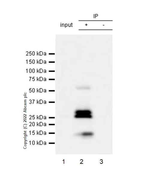 Immunoprecipitation - Anti-TNF alpha antibody [RM1005] - BSA and Azide free (AB307165)