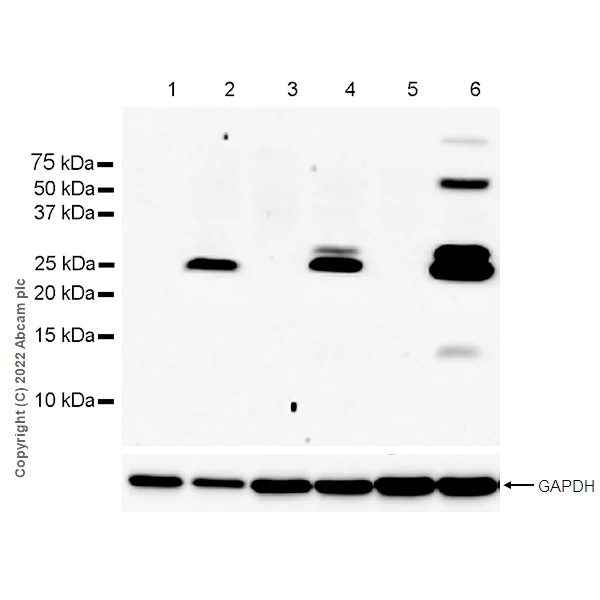 Western blot - Anti-TNF alpha antibody [RM1005] - BSA and Azide free (AB307165)