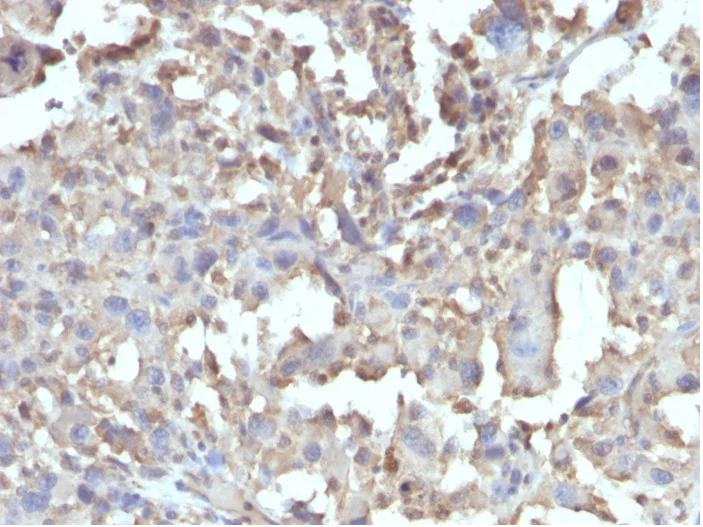 Immunohistochemistry (Formalin/PFA-fixed paraffin-embedded sections) - Anti-TNF alpha antibody [TNF/1500R] - BSA and Azide free (AB270295)