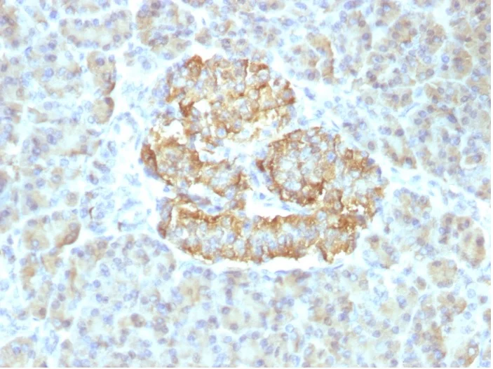 Immunohistochemistry (Formalin/PFA-fixed paraffin-embedded sections) - Anti-TNF alpha antibody [TNF/1500R] - BSA and Azide free (AB270295)