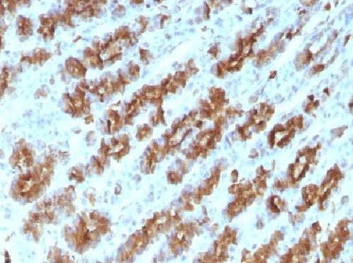 Immunohistochemistry (Formalin/PFA-fixed paraffin-embedded sections) - Anti-TNF alpha antibody [TNFA/1172] (AB220210), expandable thumbnail