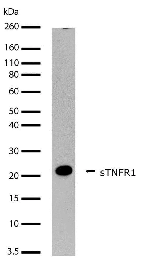 Western blot - Anti-TNF Receptor I antibody [12HCLC] (AB277793)