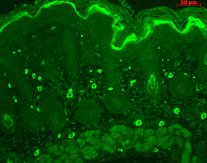 Immunohistochemistry (Formalin/PFA-fixed paraffin-embedded sections) - Anti-TNF Receptor I antibody (AB223352)