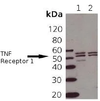Western blot - Anti-TNF Receptor I antibody (AB90463)