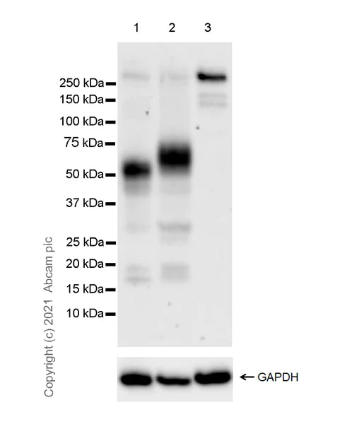 Western blot - Anti-TNF Receptor I antibody [EPR23742-65] - BSA and Azide free (AB283289)