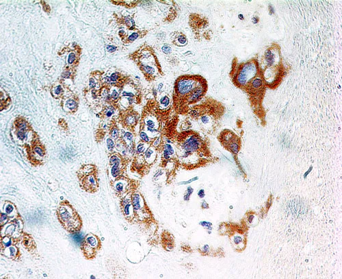 Immunohistochemistry (Formalin/PFA-fixed paraffin-embedded sections) - Anti-TNFAIP3 antibody [59A426] (AB13597)