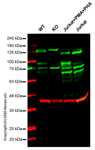 Western blot - Anti-TNFAIP3 antibody [59A426] (AB13597)