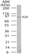 Western blot - Anti-TNFAIP3 antibody [59A426] (AB13597)