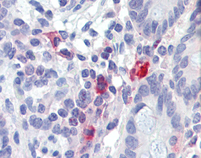 Immunohistochemistry (Formalin/PFA-fixed paraffin-embedded sections) - Anti-TNFAIP3 antibody (AB111192)