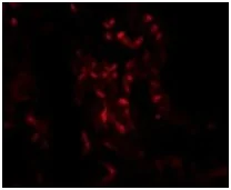Immunocytochemistry/ Immunofluorescence - Anti-TNFAIP3 antibody (AB193462)