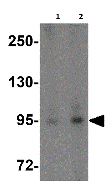 Western blot - Anti-TNFAIP3 antibody (AB193462), expandable thumbnail