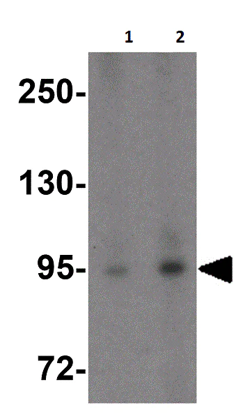 Western blot - Anti-TNFAIP3 antibody (AB193462)