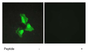 Immunocytochemistry/ Immunofluorescence - Anti-TNFAIP3 antibody (AB74037)