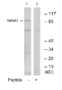 Western blot - Anti-TNFAIP3 antibody (AB74037)
