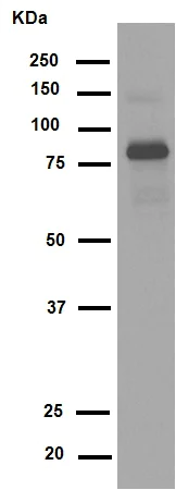 Western blot - Anti-TNFAIP3 antibody [EPR2663] (AB92324)