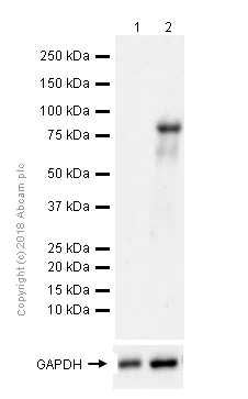 Western blot - Anti-TNFAIP3 antibody [EPR2663] (AB92324)