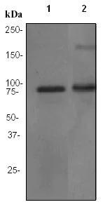 Western blot - Anti-TNFAIP3 antibody [EPR2663] (AB92324)