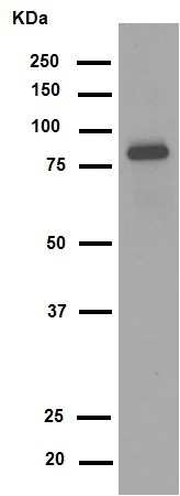 Western blot - Anti-TNFAIP3 antibody [EPR2663] (AB92324)