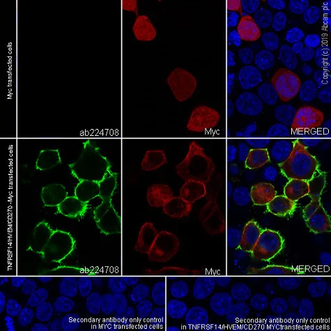 Immunocytochemistry/ Immunofluorescence - Anti-TNFRSF14/HVEM antibody [EPR22122] - BSA and Azide free (AB251647)
