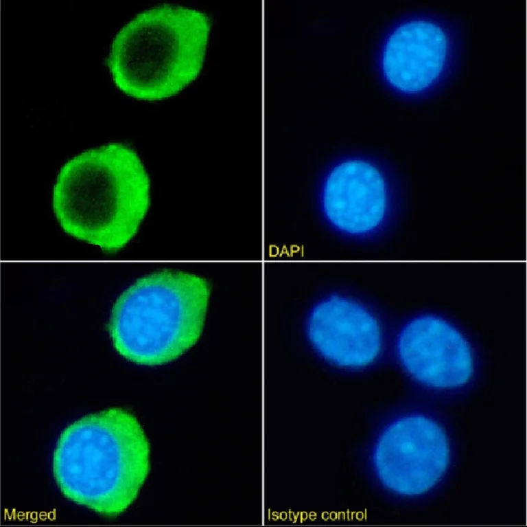 Immunocytochemistry/ Immunofluorescence - Anti-TNFRSF14/HVEM antibody [HMHV-1B18] - Hamster IgG (Chimeric) (AB281906)
