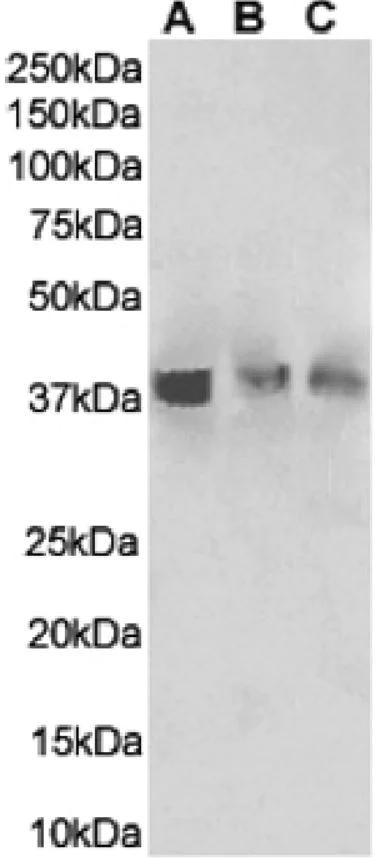 Western blot - Anti-TNFRSF14/HVEM antibody [HMHV-1B18] - Hamster IgG (Chimeric) (AB281906)