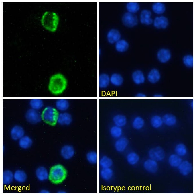 Immunocytochemistry/ Immunofluorescence - Anti-TNFSF18/GITRL antibody [YGL386] (AB245694)