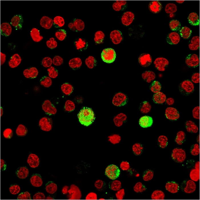 Immunocytochemistry/ Immunofluorescence - Anti-TNFSF5 antibody [CD40LG/2763] - BSA and Azide free (AB268270), expandable thumbnail