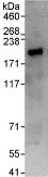 Immunoprecipitation - Anti-TNIK antibody (AB95887), expandable thumbnail