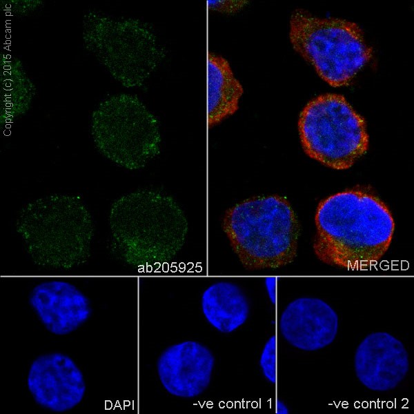 Immunocytochemistry/ Immunofluorescence - Anti-TNIP2 antibody [EPR17434] (AB205925), expandable thumbnail