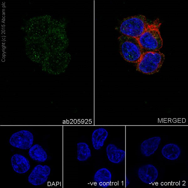 Immunocytochemistry/ Immunofluorescence - Anti-TNIP2 antibody [EPR17434] (AB205925), expandable thumbnail