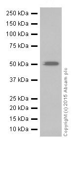 Western blot - Anti-TNIP2 antibody [EPR17434] (AB205925), expandable thumbnail