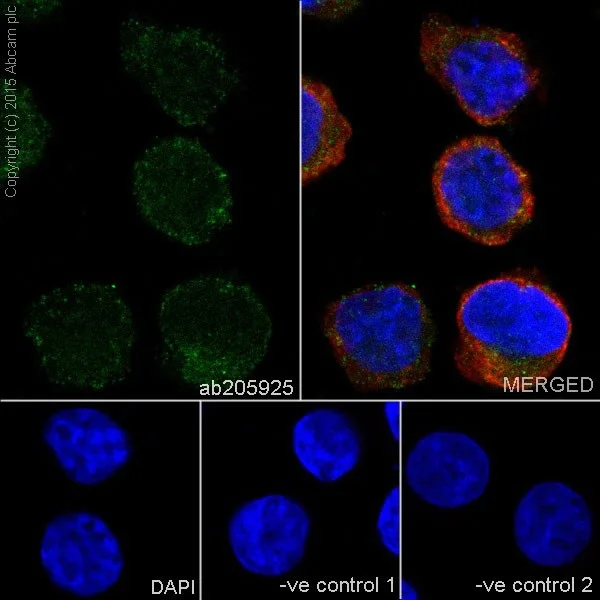 Immunocytochemistry/ Immunofluorescence - Anti-TNIP2 antibody [EPR17434] - BSA and Azide free (AB232561)