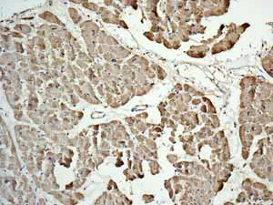 Immunohistochemistry (Formalin/PFA-fixed paraffin-embedded sections) - Anti-TNNC1 antibody [EPR9692(B)] - BSA and Azide free (AB248838)
