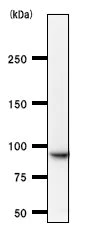 Western blot - Anti-TNPO3 antibody [3152C2a] (AB54353)