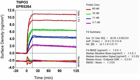 OI-RD Scanning - Anti-TNPO3 antibody [EPR5264] (AB109386), expandable thumbnail