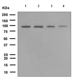 Western blot - Anti-TNPO3 antibody [EPR5264] - BSA and Azide free (AB247842)