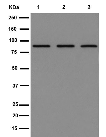 Western blot - Anti-TNS4/CTEN antibody [EPR13792] - BSA and Azide free (AB251118), expandable thumbnail