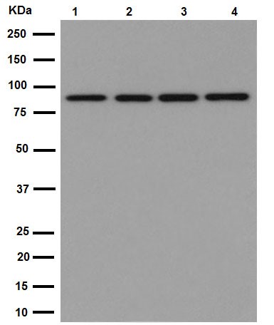 Western blot - Anti-TNS4/CTEN antibody [EPR13792] - BSA and Azide free (AB251118), expandable thumbnail