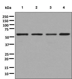 Western blot - Anti-TOE1 antibody [EPR9285] - BSA and Azide free (AB248792)