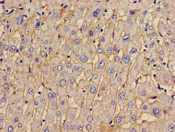 Immunohistochemistry (Formalin/PFA-fixed paraffin-embedded sections) - Anti-TOM1 antibody (AB236863)