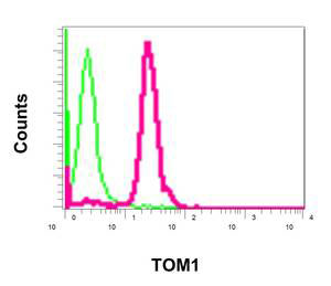 Flow Cytometry (Intracellular) - Anti-TOM1 antibody [EPR11989(B)] (AB170928), expandable thumbnail