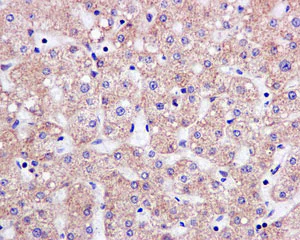 Immunohistochemistry (Formalin/PFA-fixed paraffin-embedded sections) - Anti-TOM1 antibody [EPR11989(B)] (AB170928)