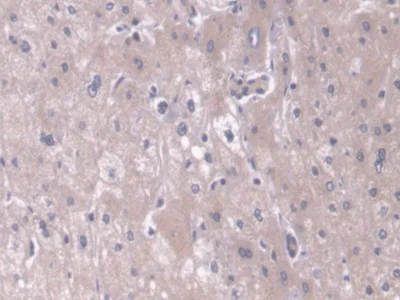Immunohistochemistry (Formalin/PFA-fixed paraffin-embedded sections) - Anti-TOM70 antibody (AB233407)