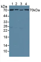 Western blot - Anti-TOM70 antibody (AB233407)