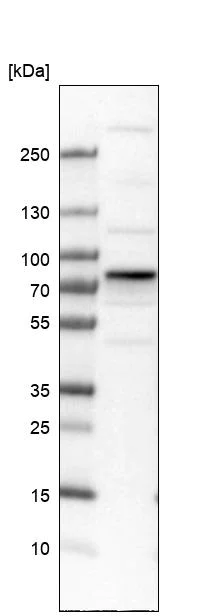 Western blot - Anti-TOM70 antibody (AB251925)