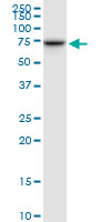 Western blot - Anti-TOM70 antibody (AB89624)