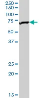 Western blot - Anti-TOM70 antibody (AB89624)